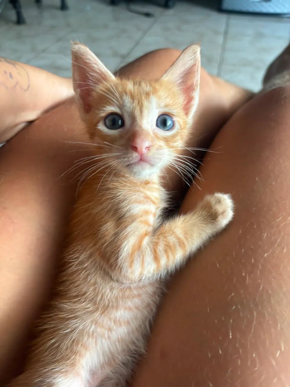 Adoção  - Foto 3