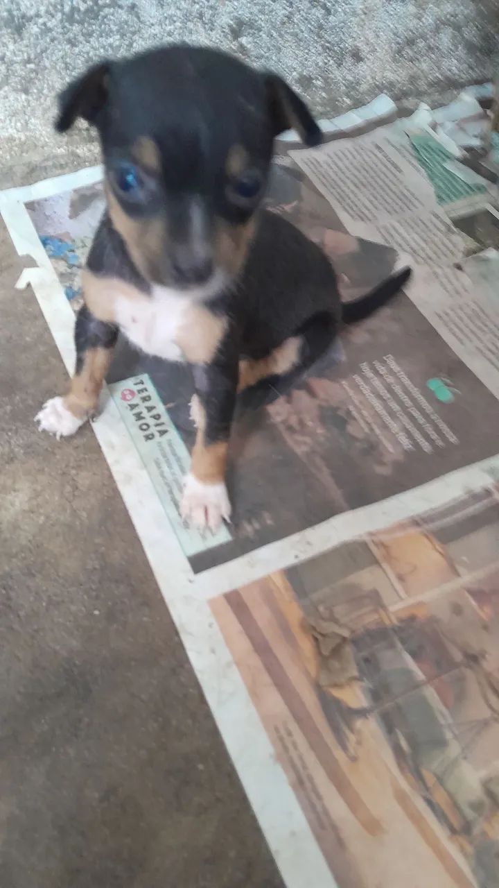 Cachorro pinscher  - Foto 3