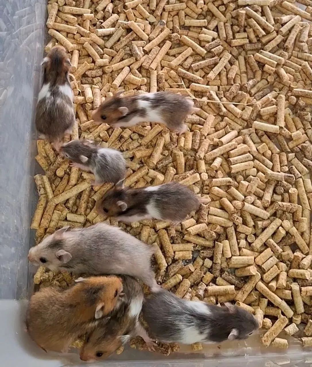 Hamsters Sírios coloridos 