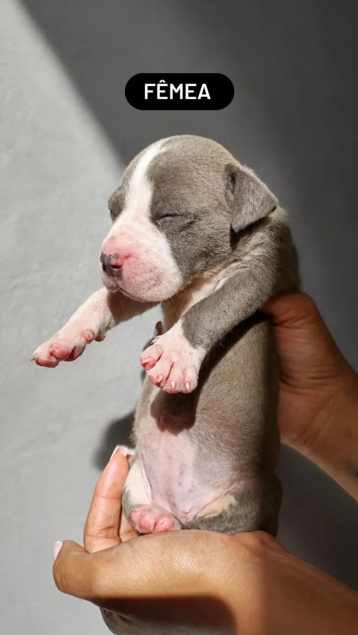Filhotes de Monster com Amstaff  - Foto 4