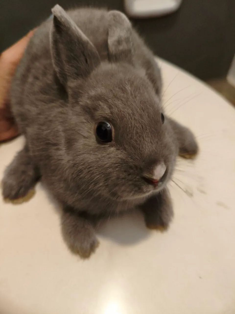 Mini coelho de Netherland 64962189181954124