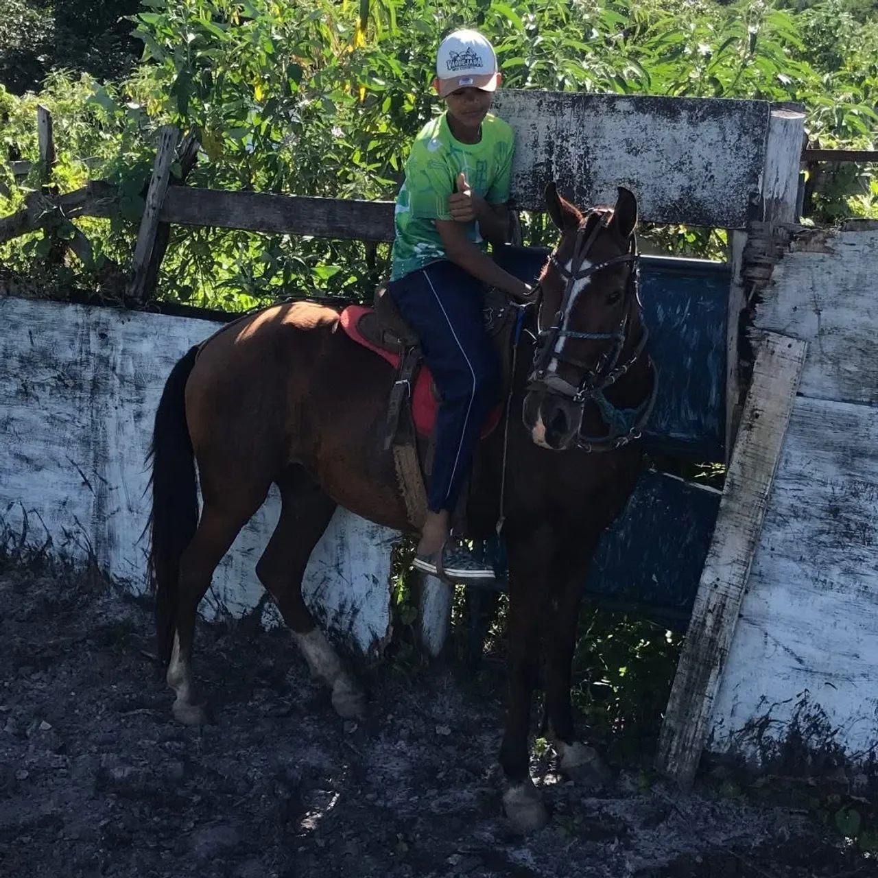 Cavalo bom de tudo 
