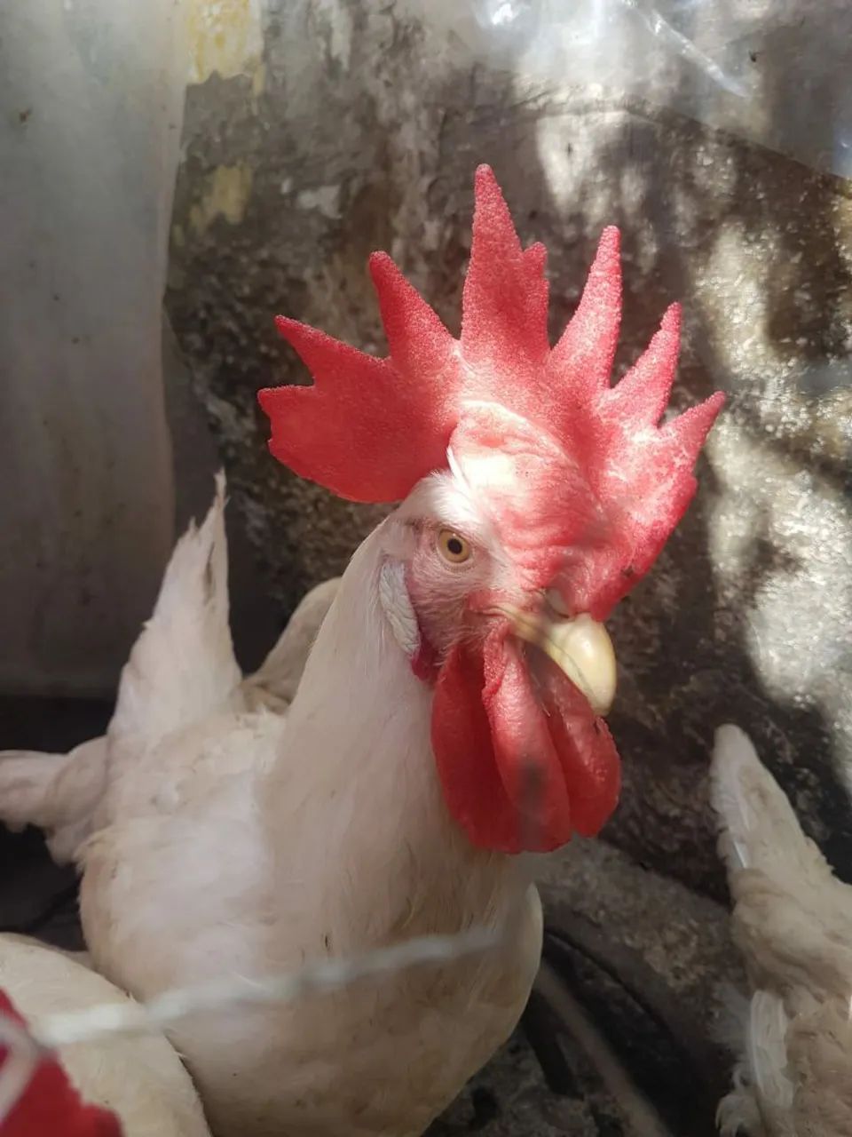 Frangos de legorne americana branca  - Foto 2