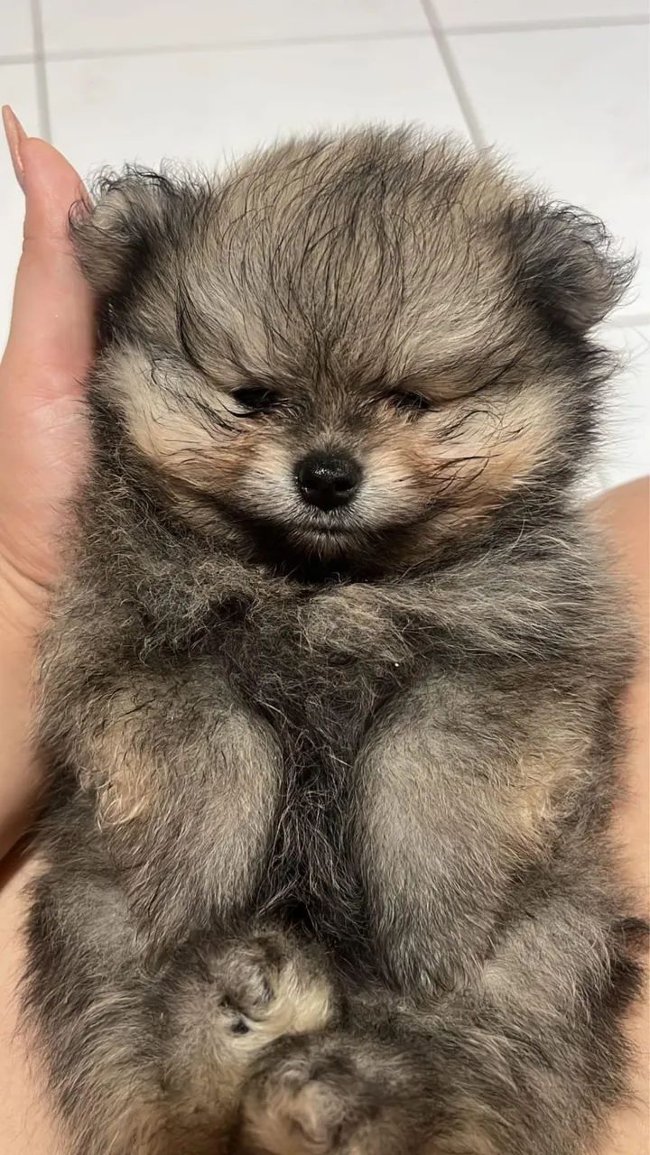 Lulu  - Foto 4