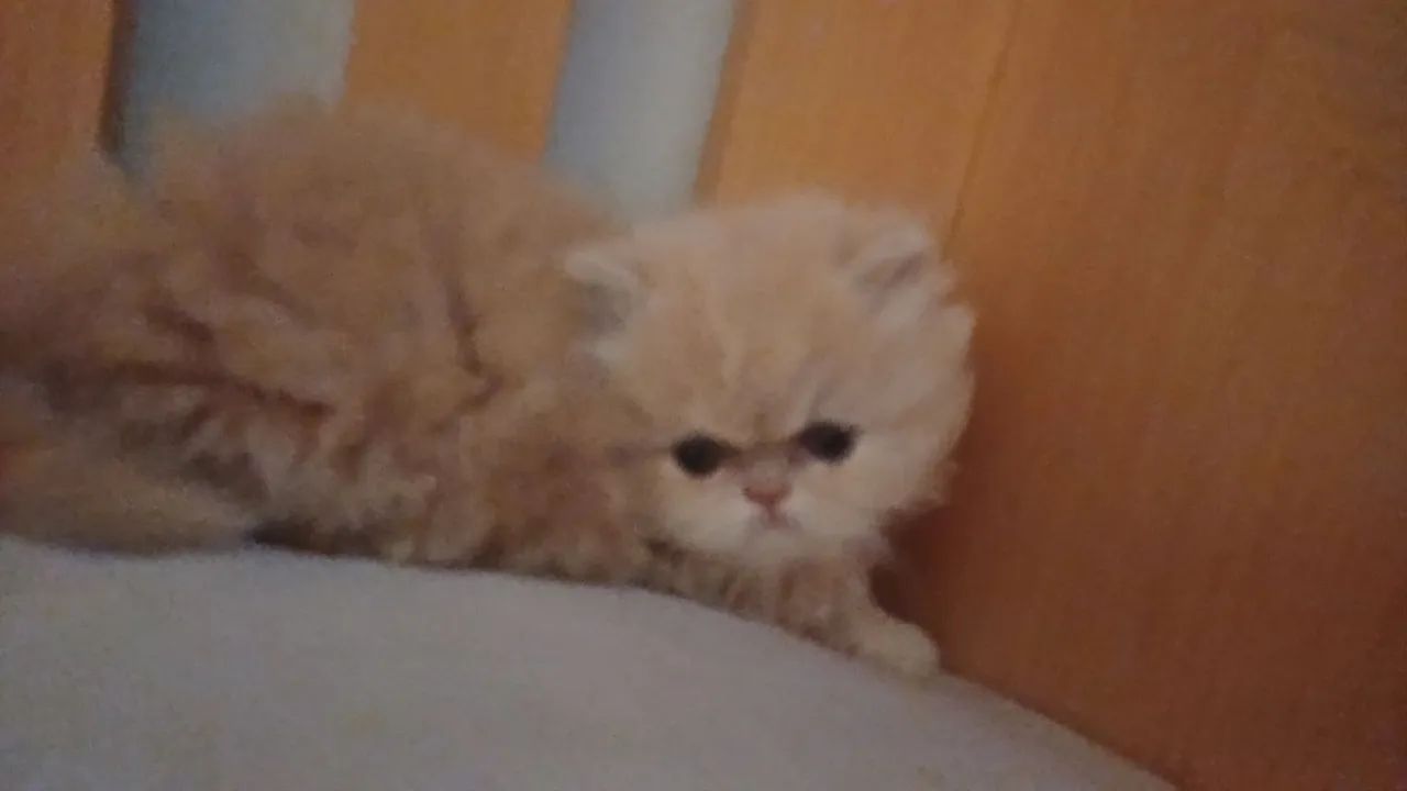 Lindo filhote de gato persa puro.Parcelo.Entrego em Curitiba e região  - Foto 2