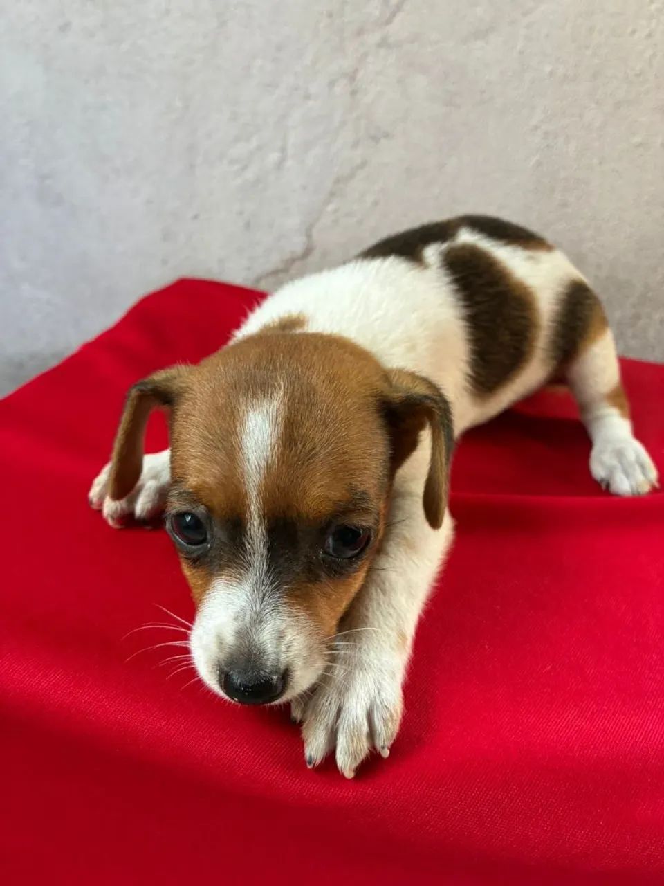 Pinscher - Foto 4