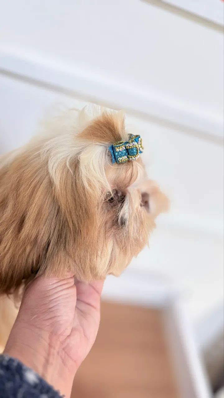Shihtzu macho 4 meses - Foto 3