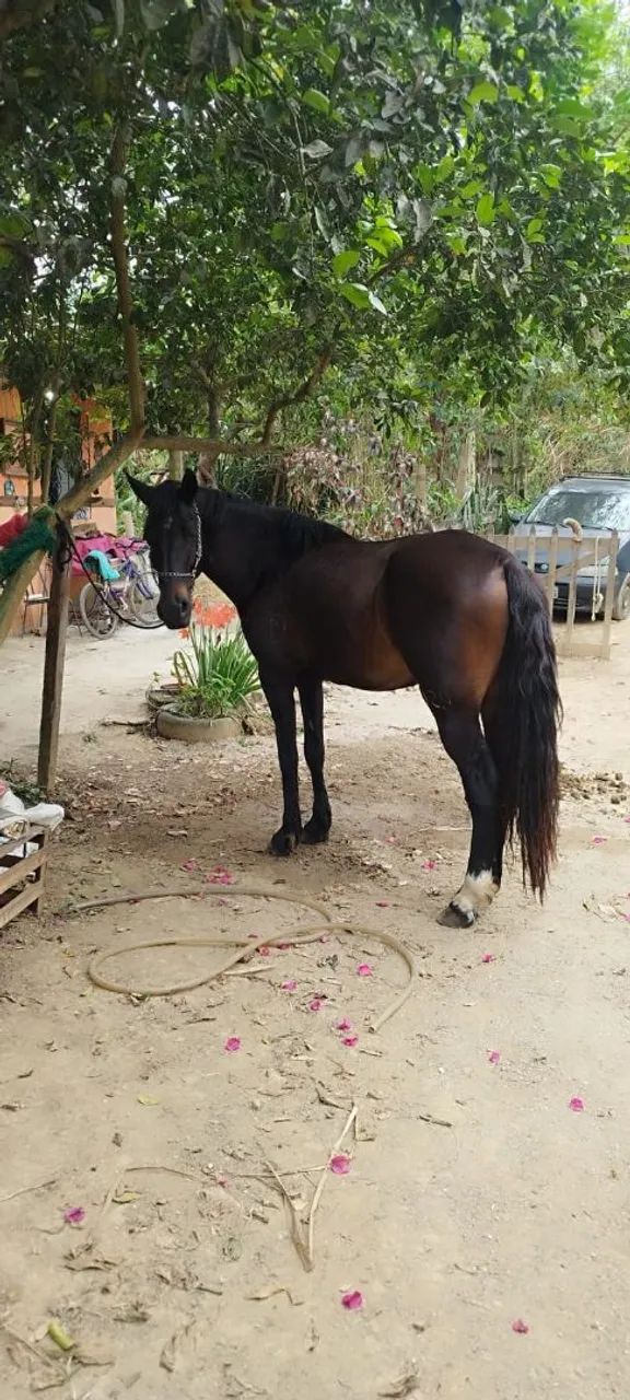 Cavalo mestiço de mangalarga 