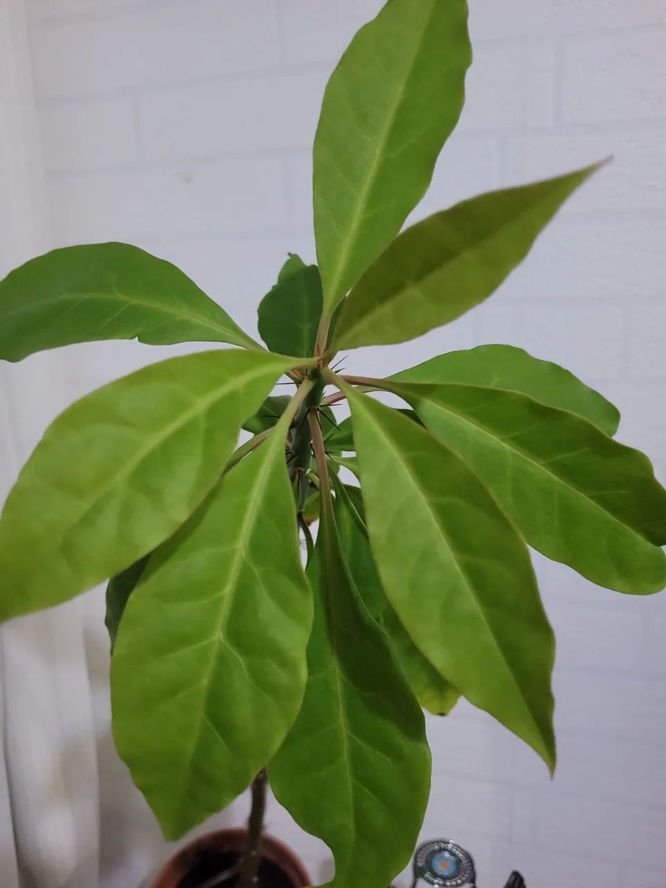 Planta - Foto 2