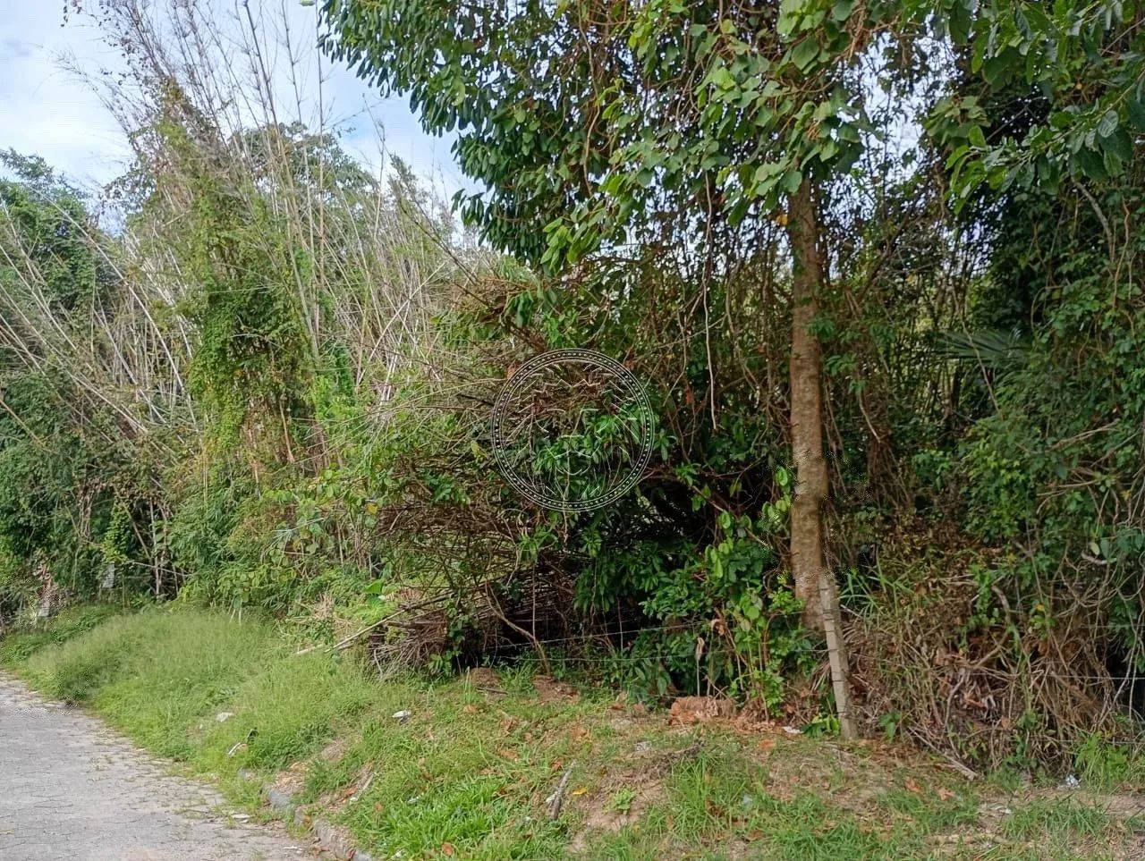 Terreno de 28530m² no Ribeirão da Ilha - Foto 4