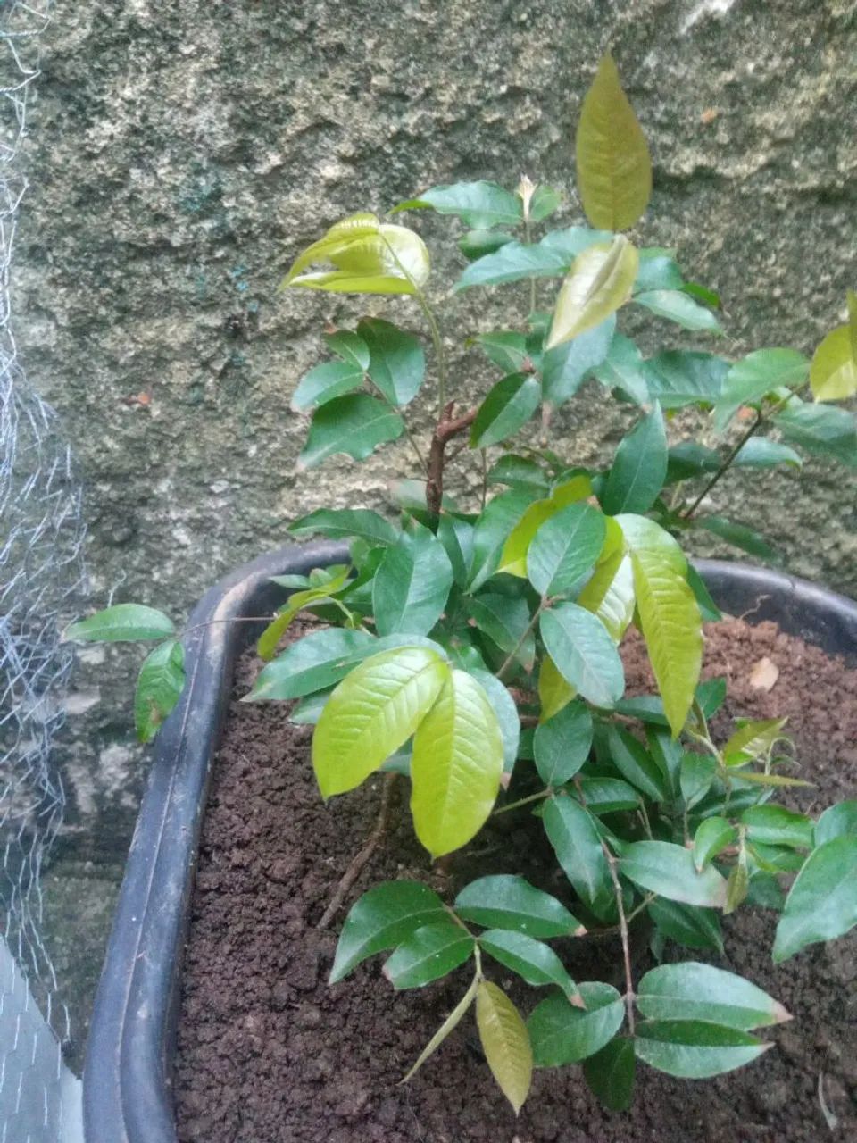 Muda de jabuticaba - Foto 3