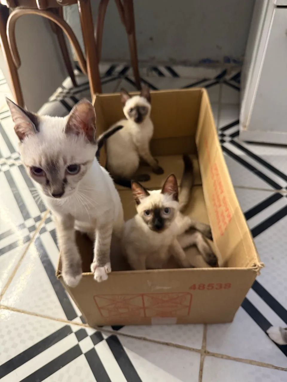Doação de Gatos - Foto 3
