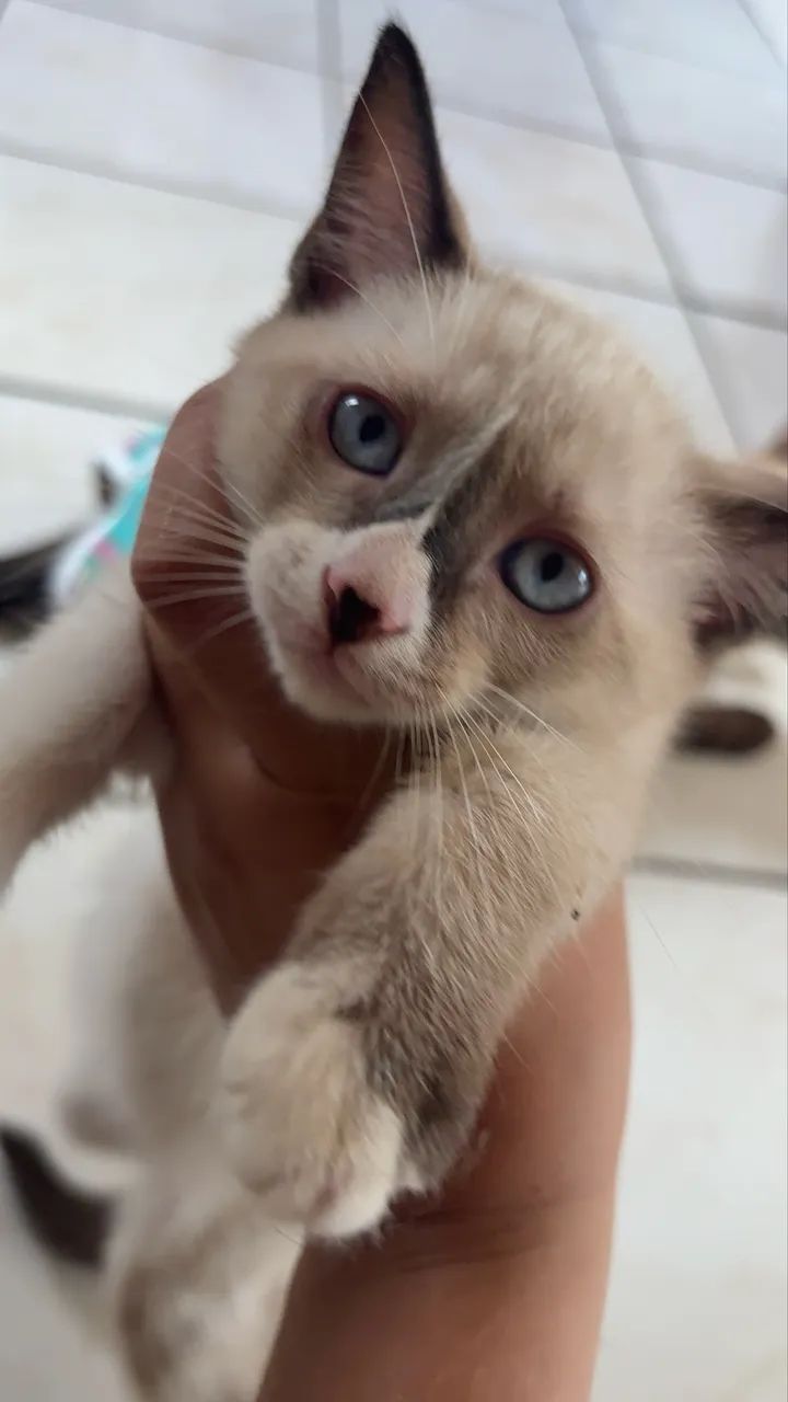 Adoção de gatinhas  - Foto 4