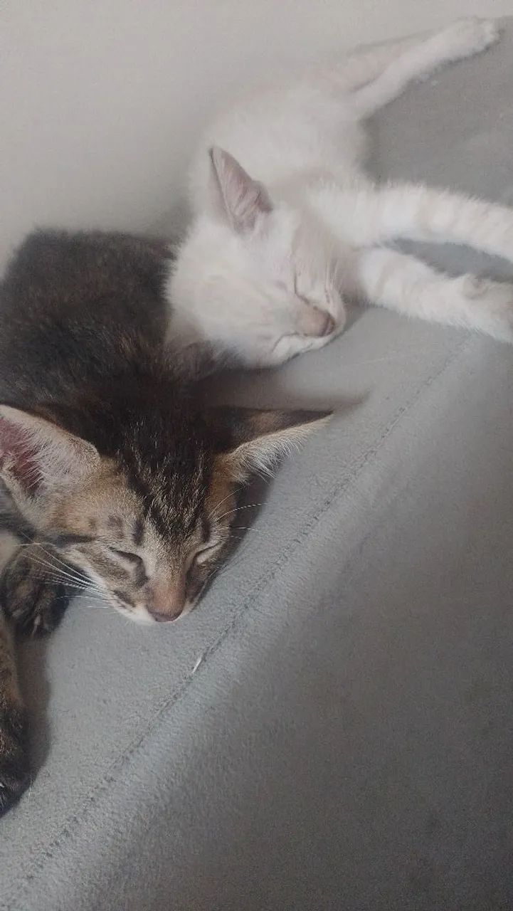 Doação de gatinhos