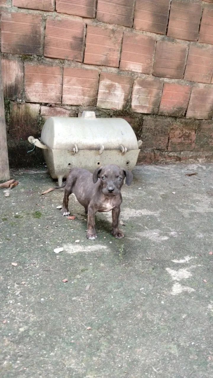 Doação  - Foto 3