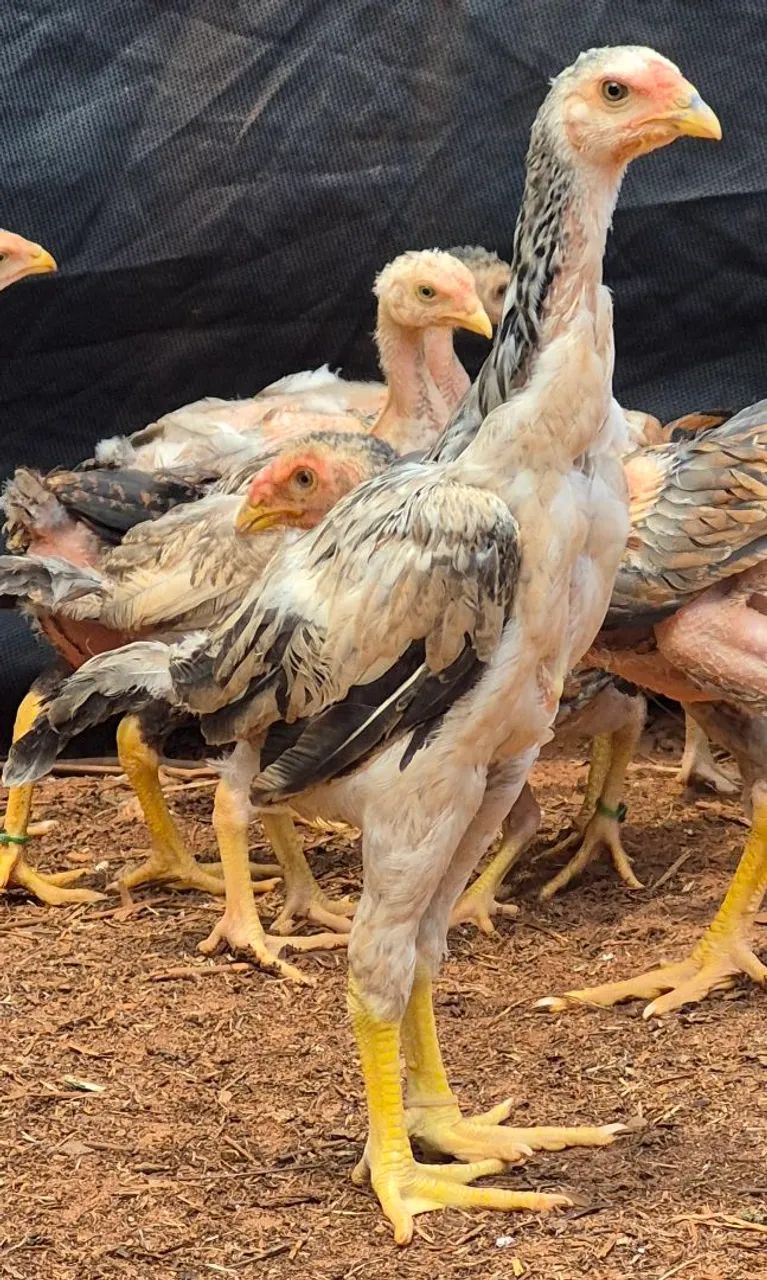 Aves indio gigantes  - Foto 5