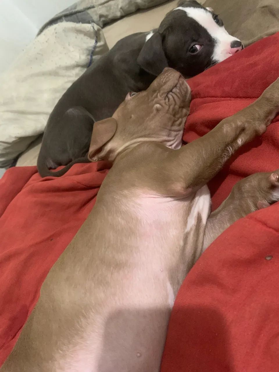 Filhote pitbull - Foto 3