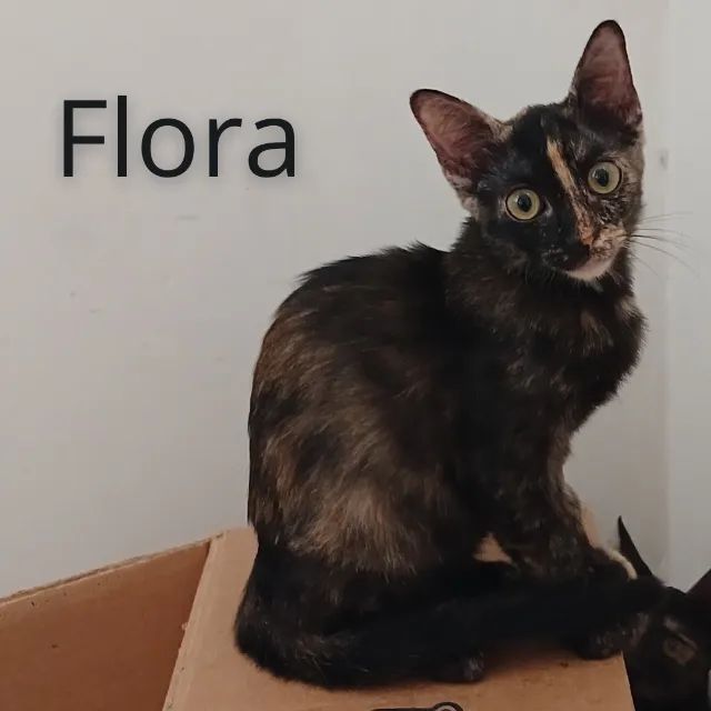 Lindos gatinhos, 5 meses, para doação (adoção responsável) - Foto 5