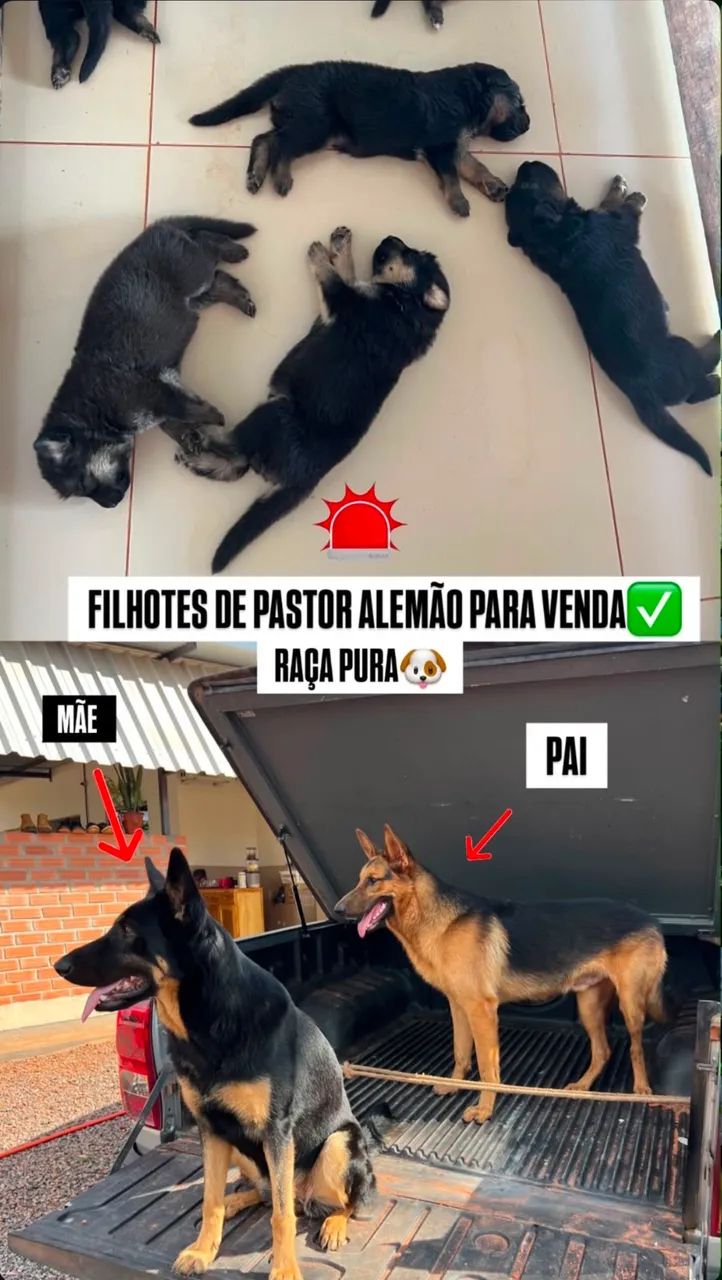 Pastor alemão 