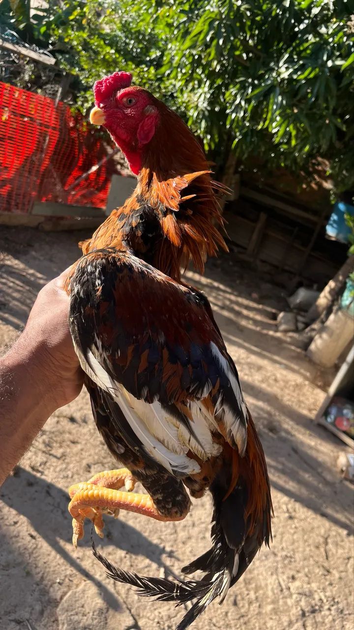 Frango índio bico curto? - Foto 2