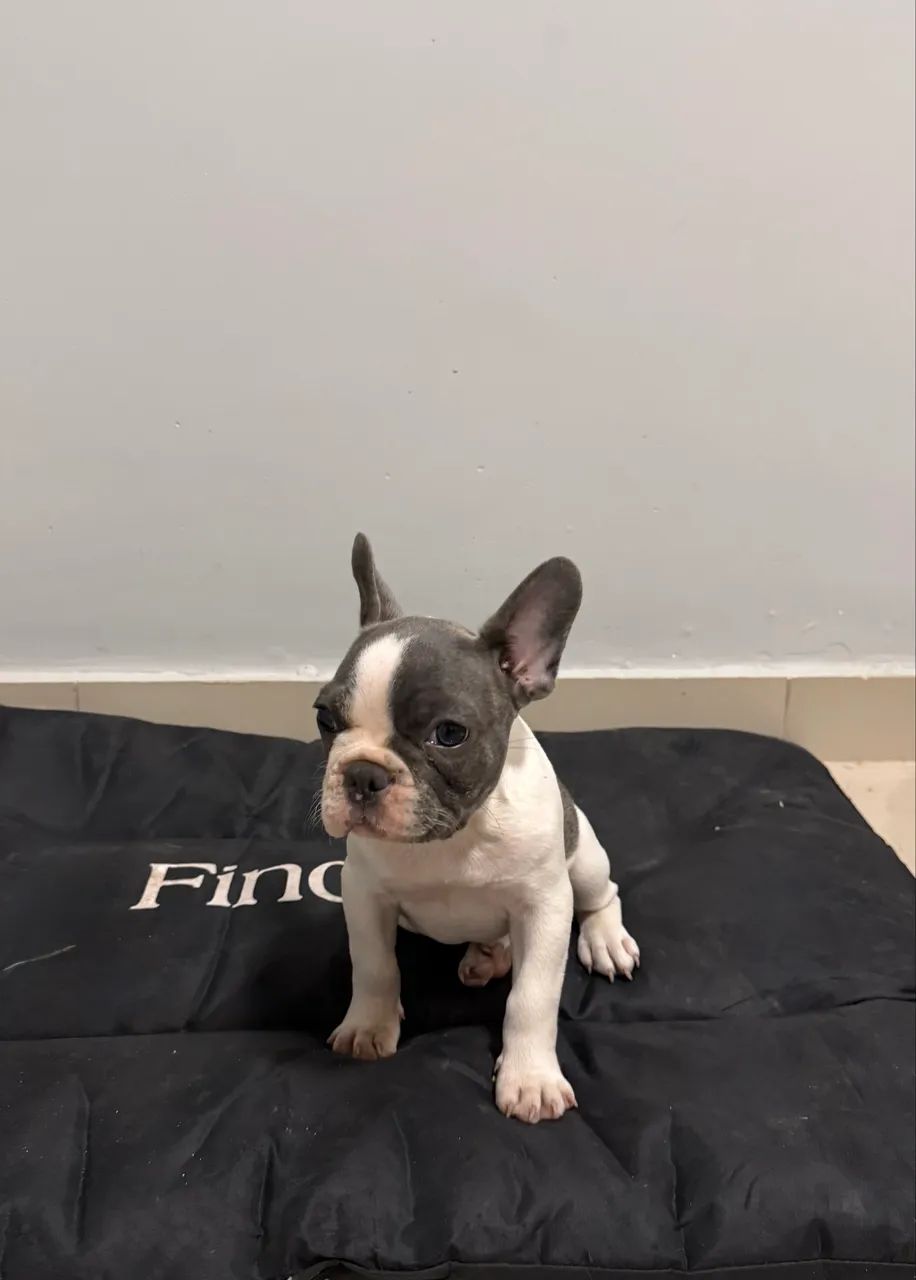 Buldogue francês  - Foto 2