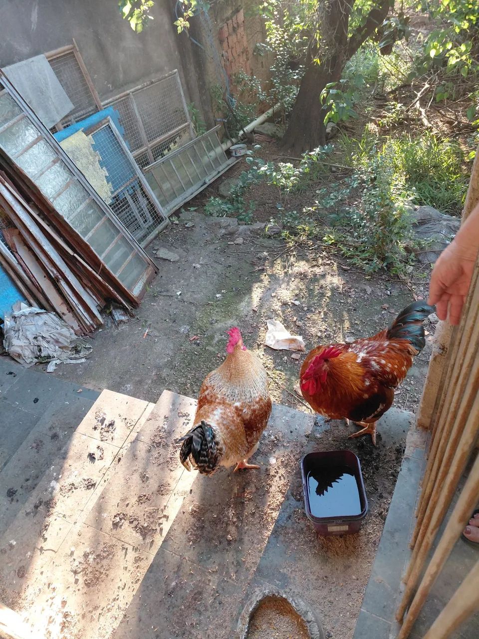 Frango caipira  - Foto 2
