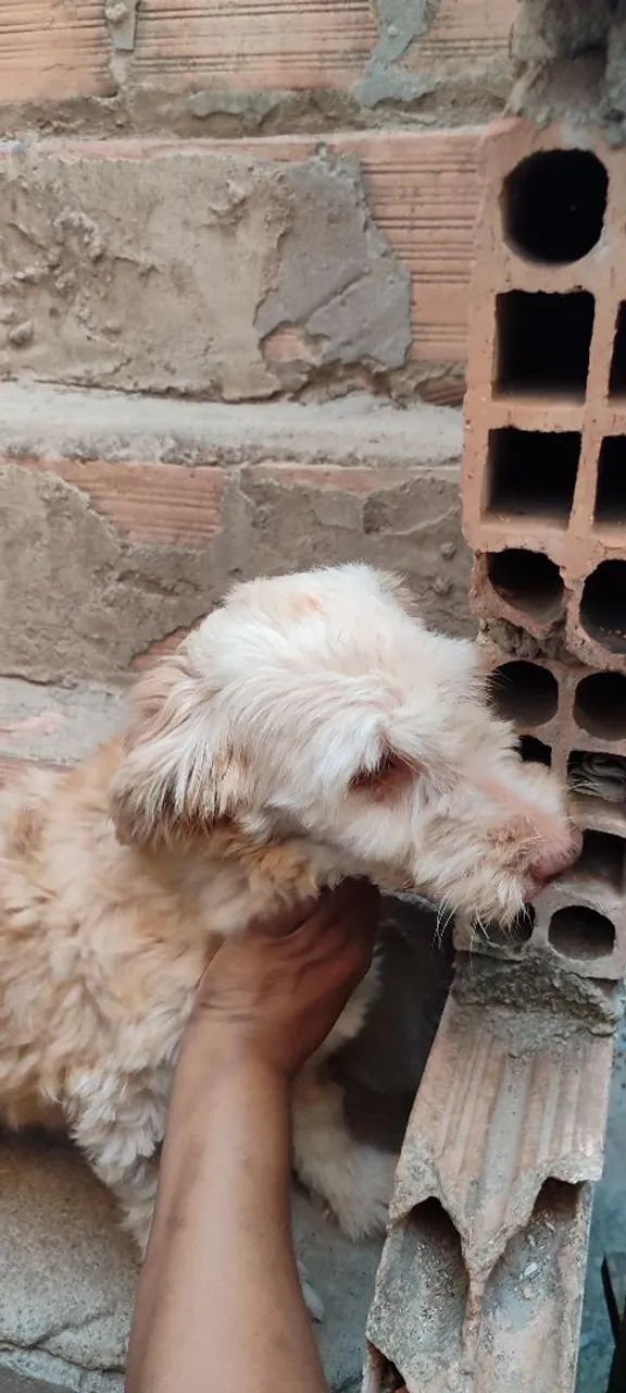 Doação de cachorra - Foto 3