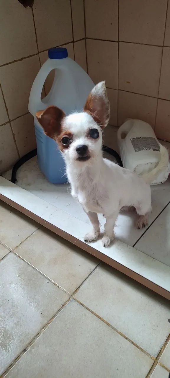 Doação de cachorro pinscher com yorkshire 