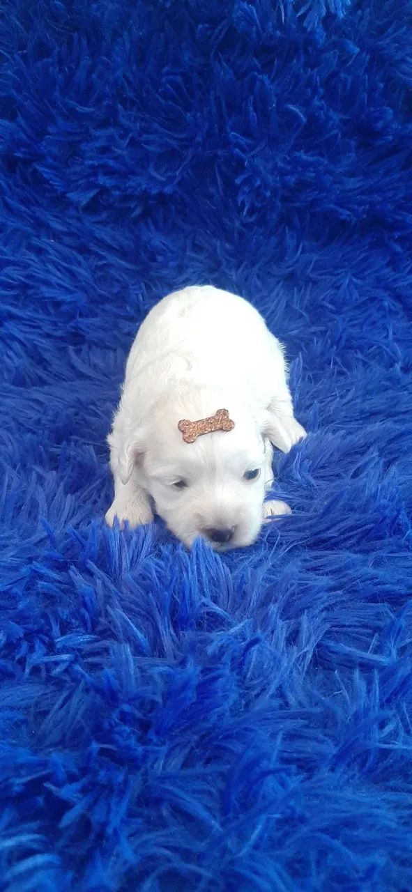 Poodle Macho - Foto 5