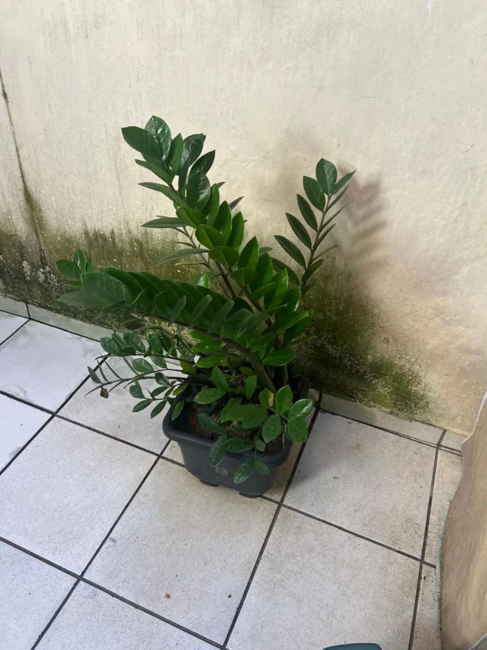 Zamiolculcas - Foto 3