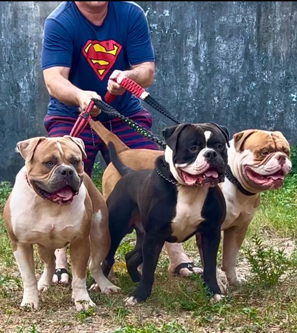 Olde Engles Bulldog  - Foto 5