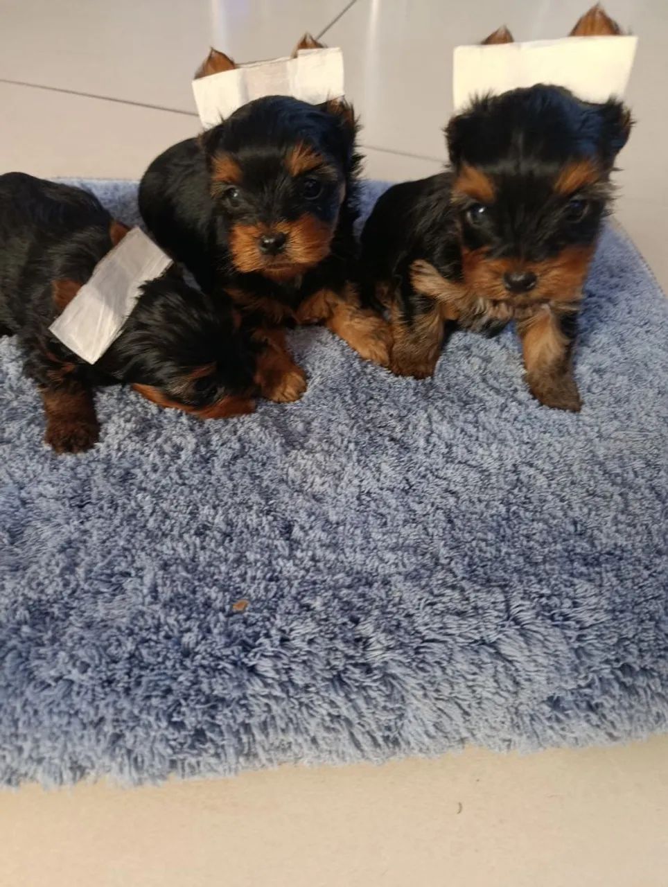 Cachorro  - Foto 3