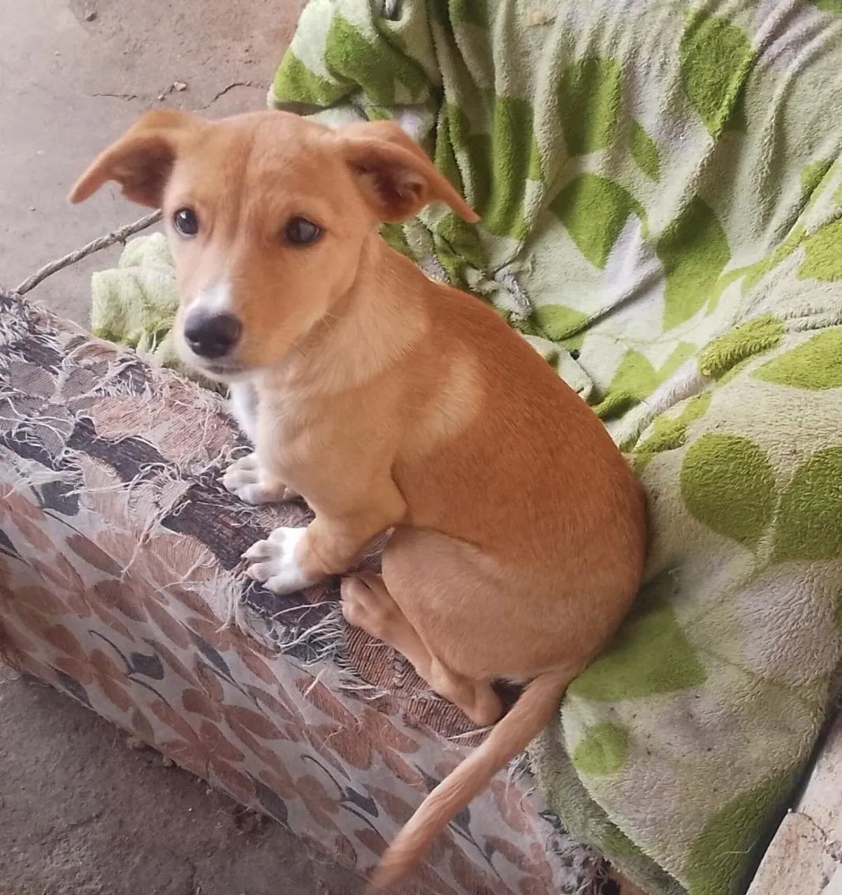 Doação de lindo cachorrinho  - Foto 3