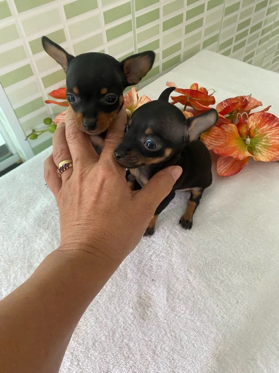 Pinscher zerinho - Foto 3