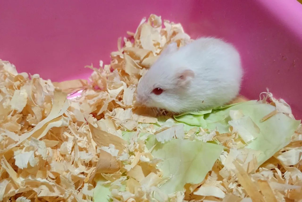 Filhotes de hamster anão russo - Foto 5