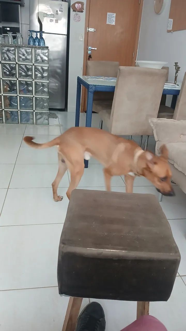 Cachorro dócil, bonito e amigavel - Foto 5