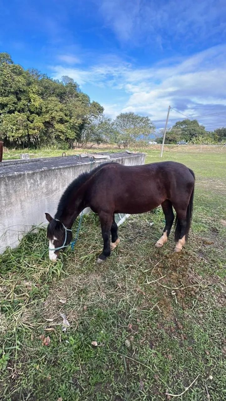egua jovem  - Foto 2