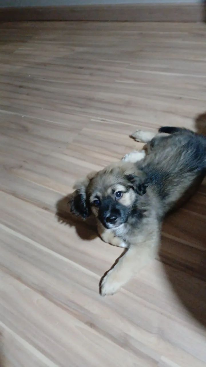 Doação cachorrinho  - Foto 3