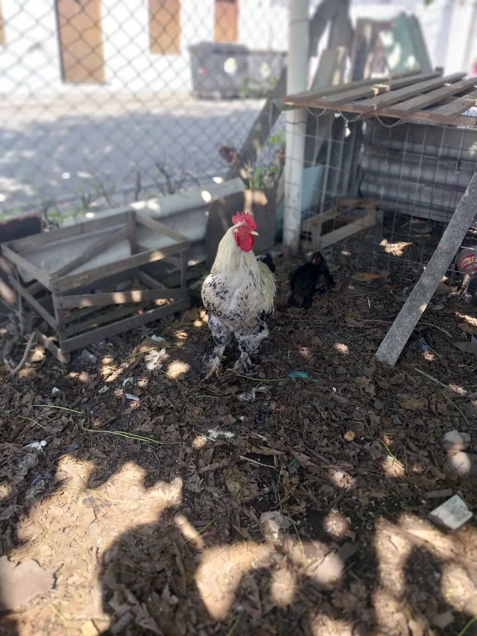 Galo Brahma  - Foto 3
