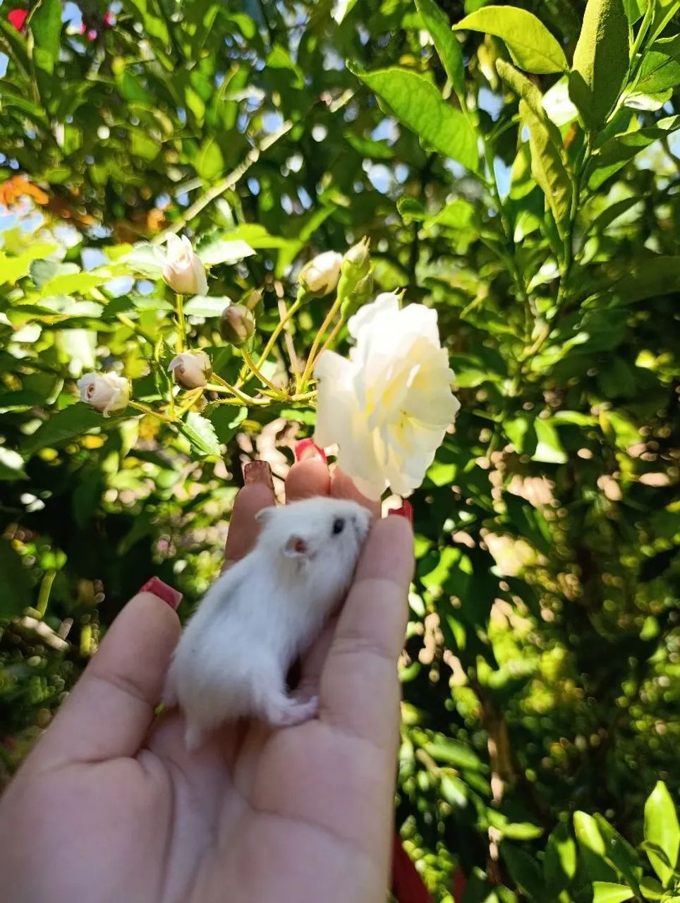 Hamster anão russo 415079680925378563