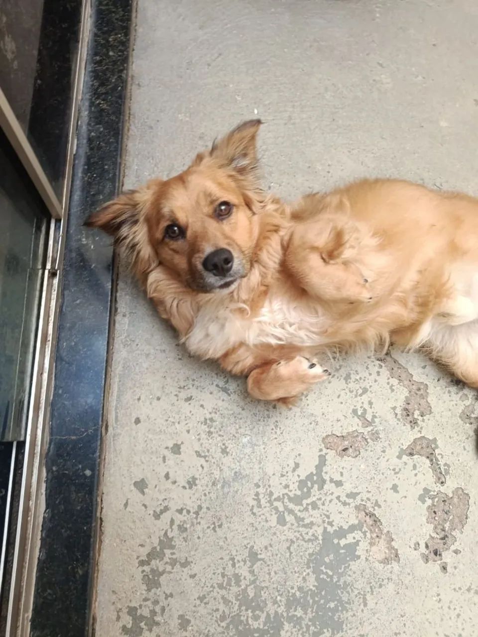 Cachorro - Foto 4