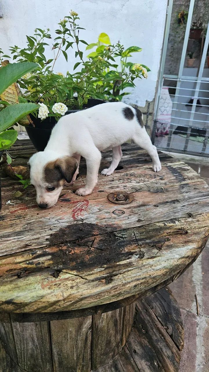 Doação de cachorrinhos.  - Foto 3