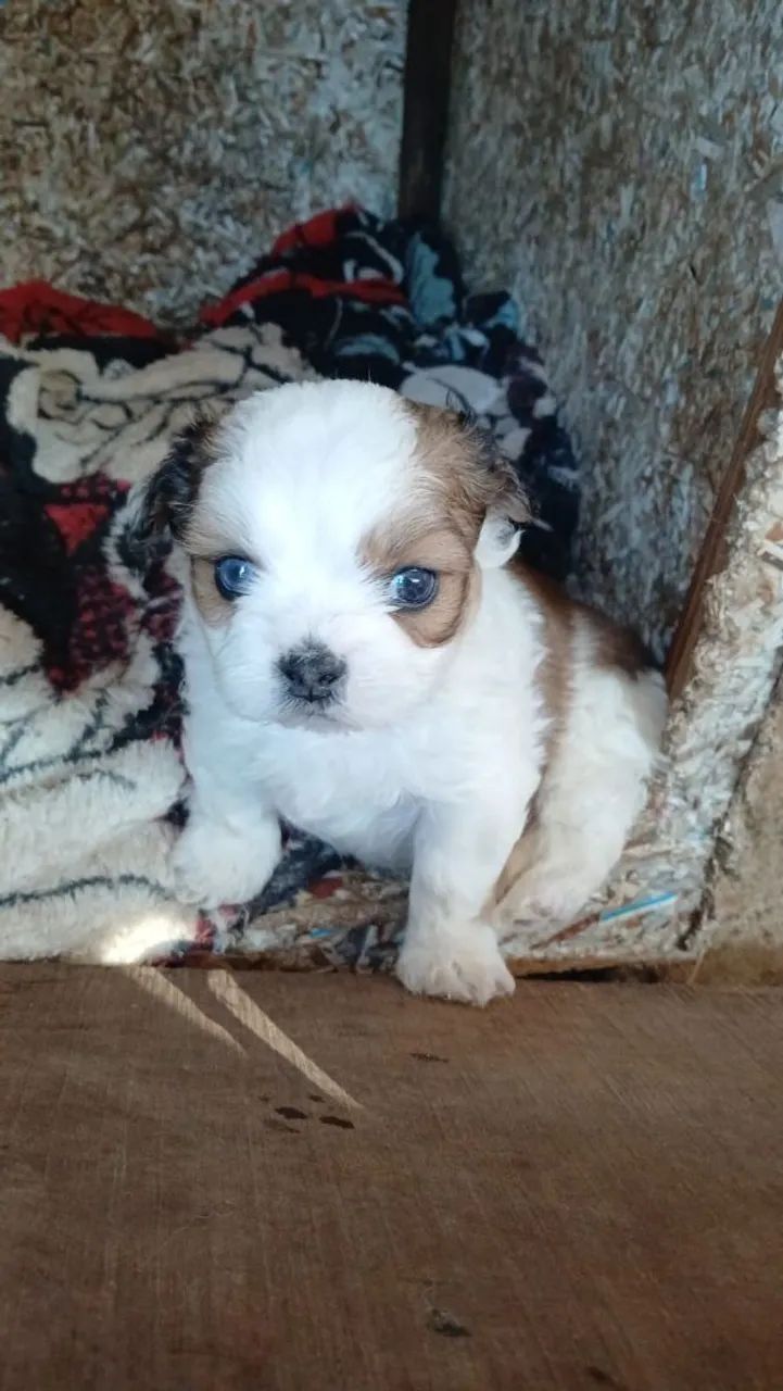 Lhasa apso  - Foto 4