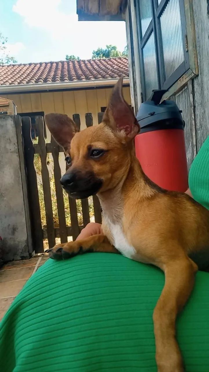 Chico procura por uma namorada  - Foto 3