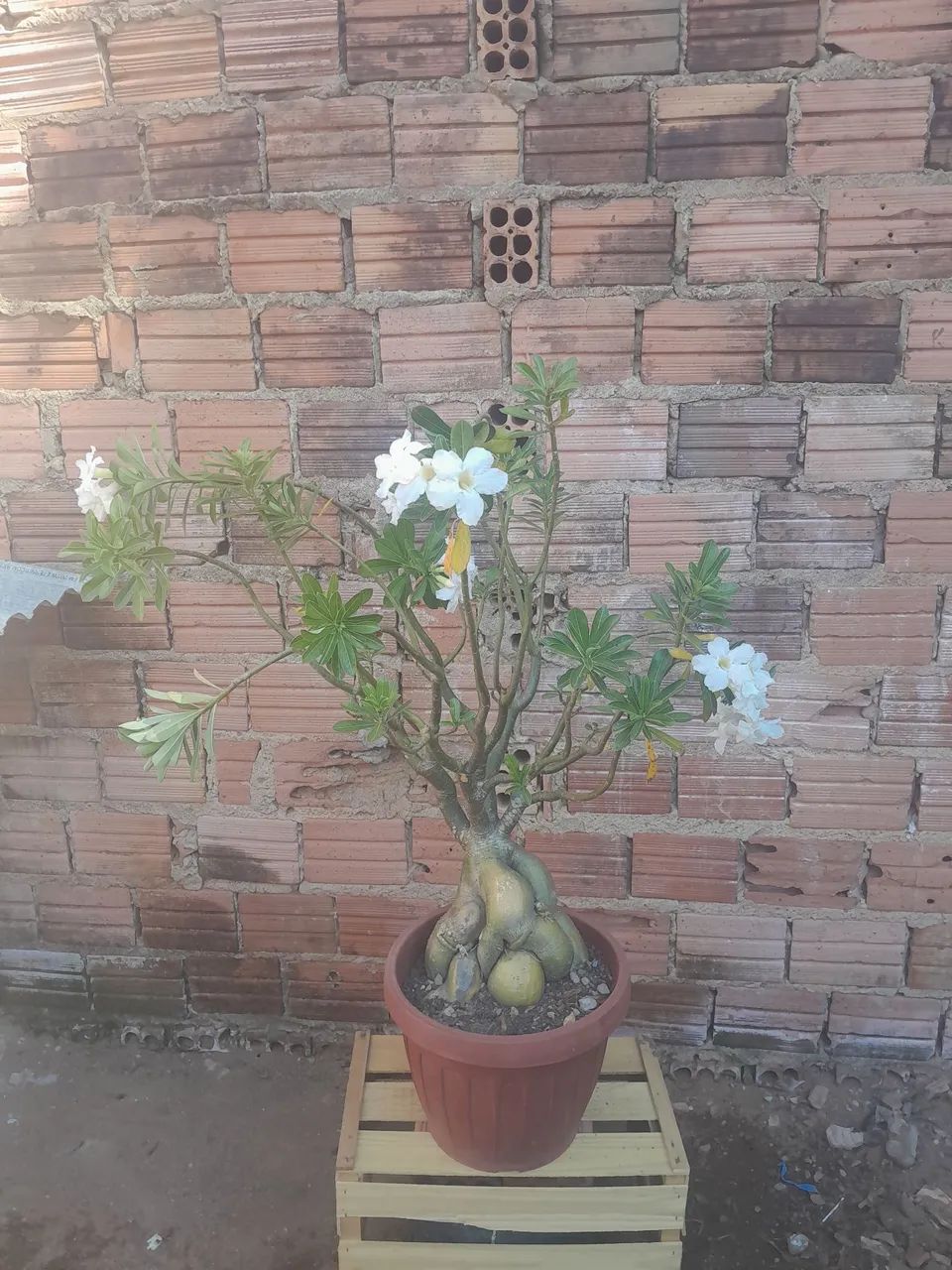 Rosa do deserto brancas 