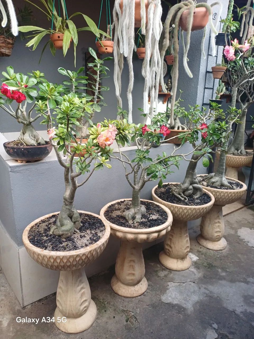 Rosas do Deserto  - Foto 3