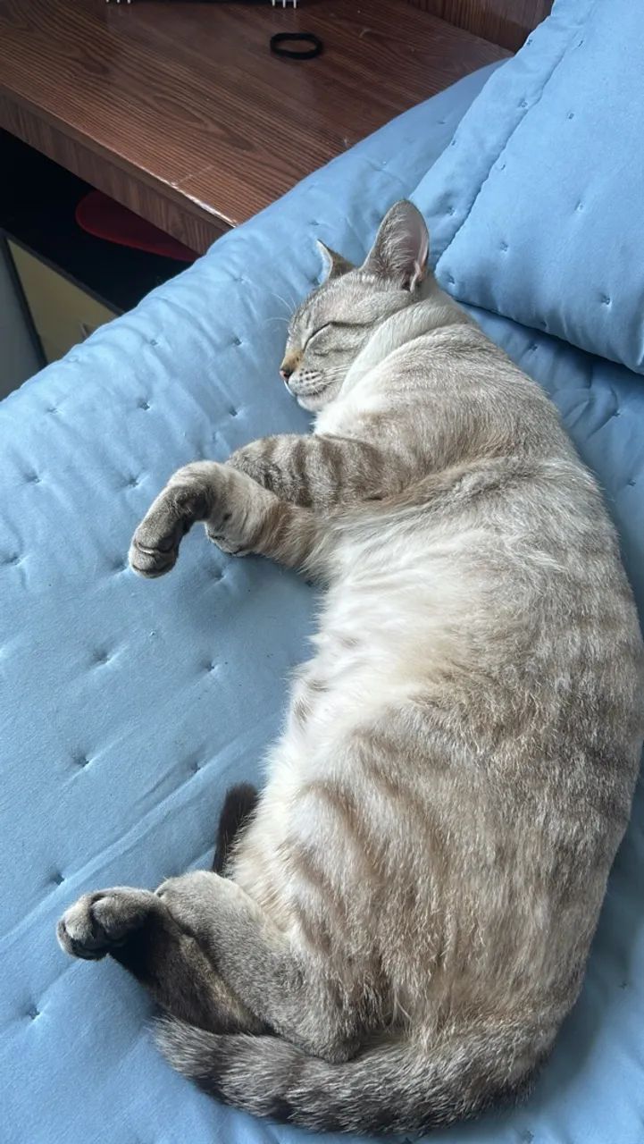 Doação gato macho  - Foto 2
