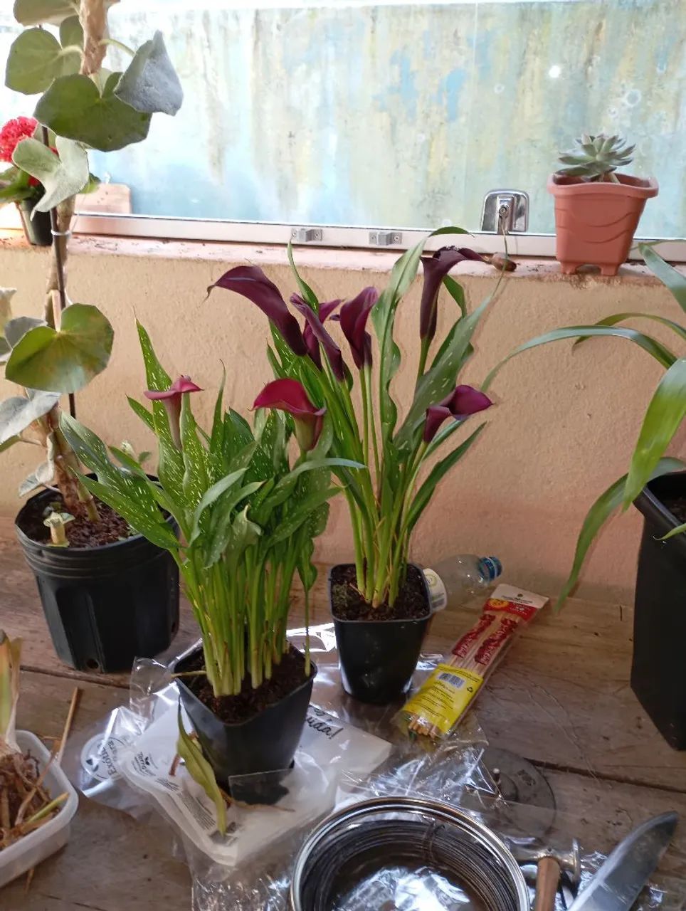 Plantas e sementes  - Foto 5