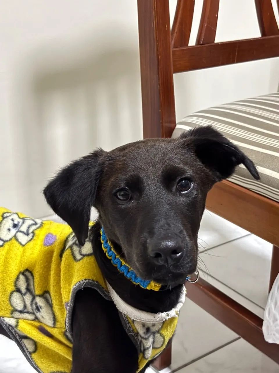 Adoação do Thor  - Foto 2