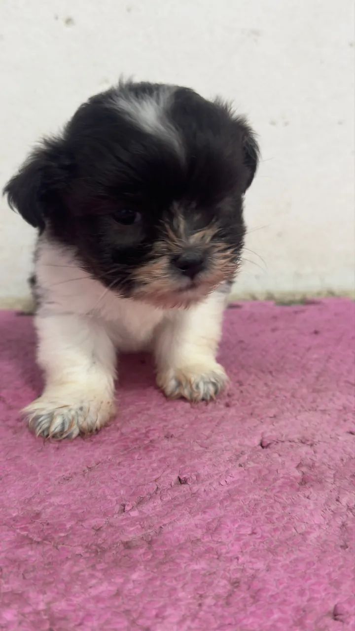 Filhote de shitzu  - Foto 2